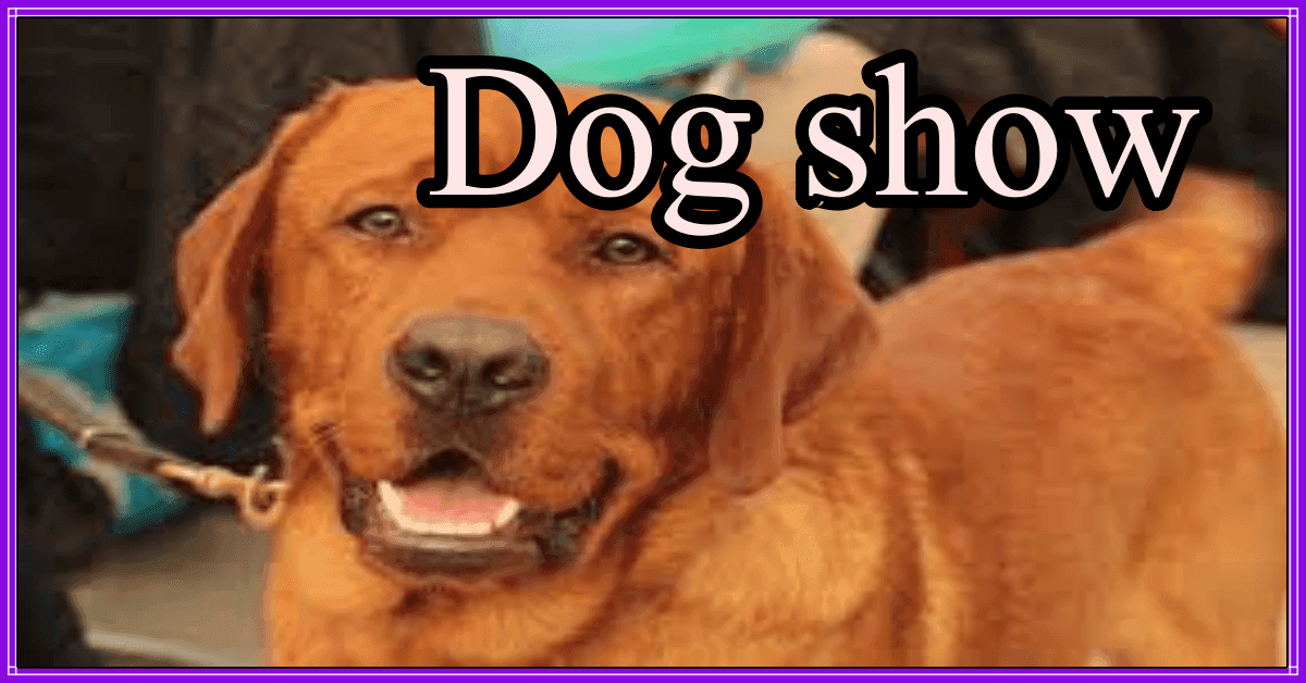 कादरी पार्क में पहली बार आयोजित हुआ Dog Show , 160 से अधिक कुत्तों ने दिखाया अपना जलवा 1 Dog Show