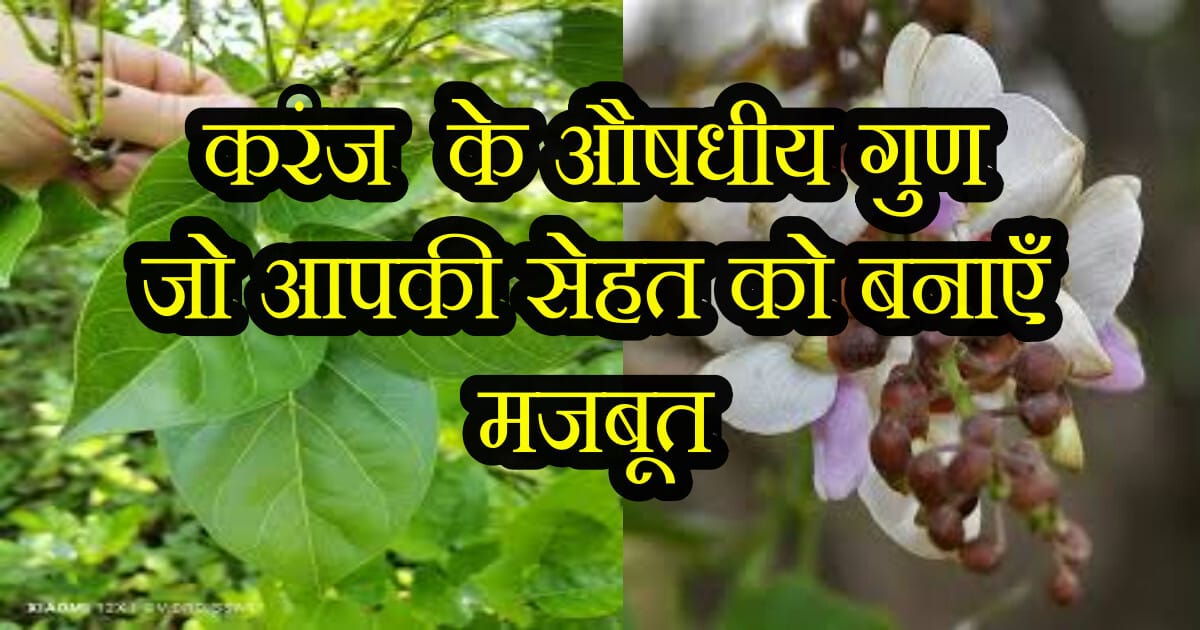 10 Amazing Reasons: करंज Pongamia pinnata के औषधीय गुण जो आपकी सेहत को बनाएँ मजबूत,Benefits and Harms of Karanja 24 करंज (Pongamia pinnata) के औषधीय गुण