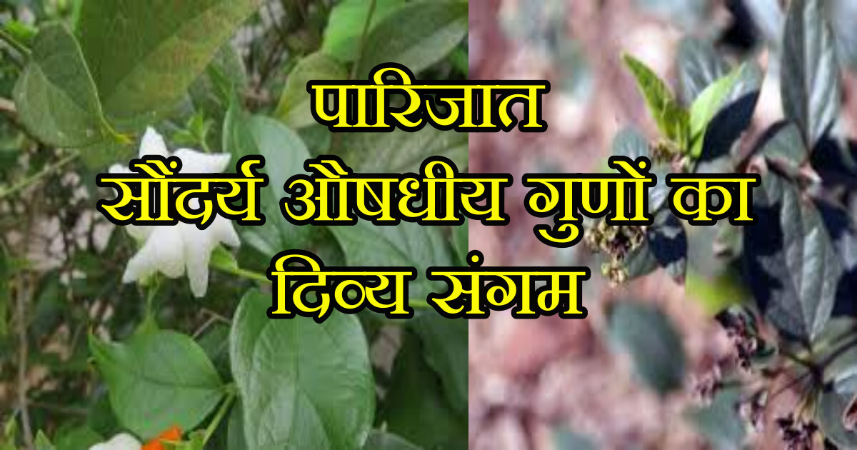 Nyctanthes arbor tristis